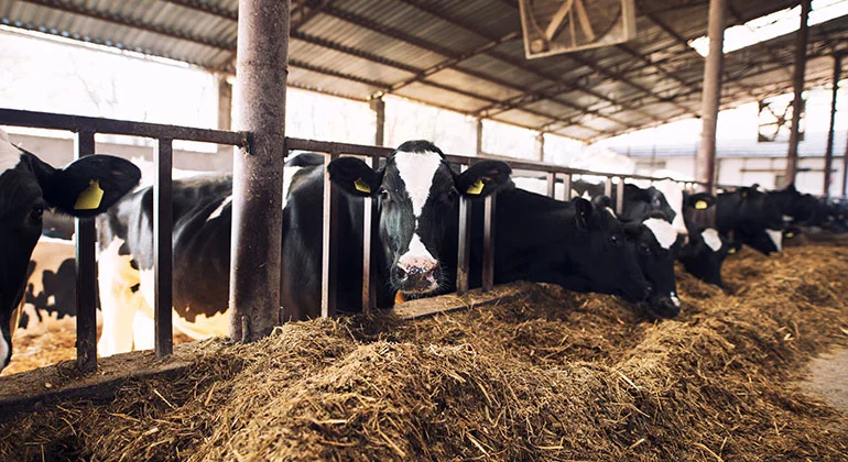 dairy-product