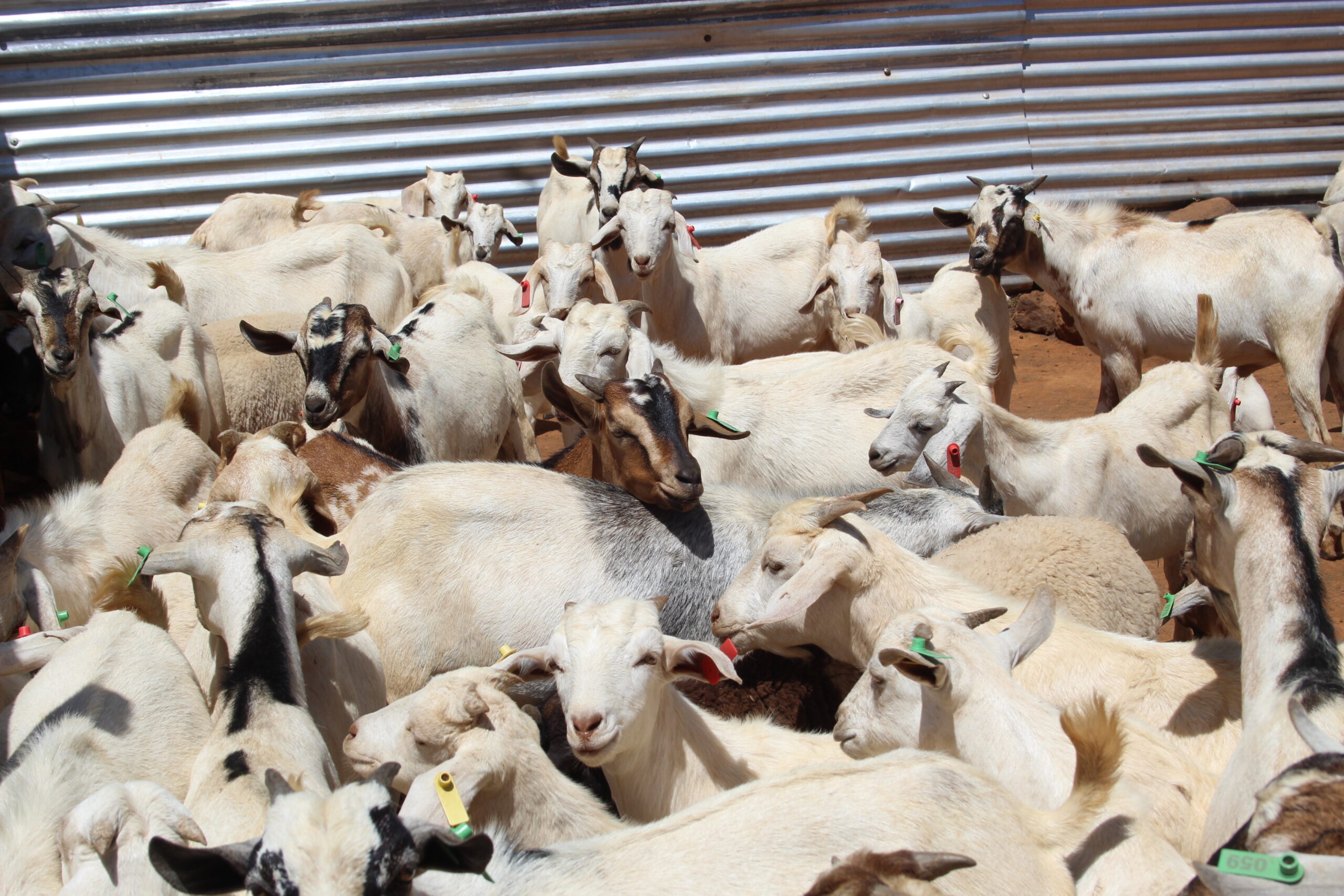 goat meat products