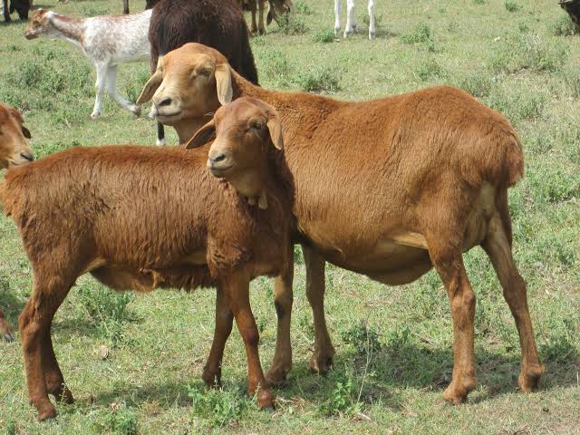 Halal Sheep & Lamb Meat