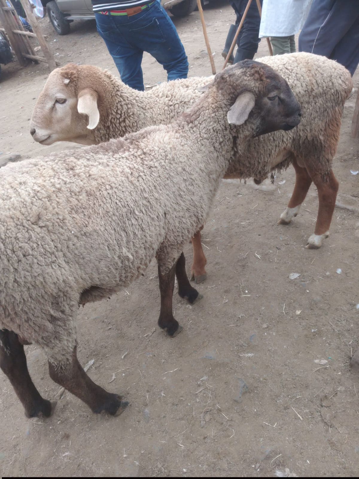 Halal Sheep & Lamb Meat
